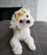 Maltese Puppies for sale in Oviedo, FL, USA. price: $1,500