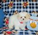 Maltese Puppies for sale in North Wilkesboro, NC 28659, USA. price: $400