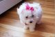 Maltese Puppies for sale in Fort Worth, TX, USA. price: NA