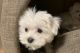 Maltese Puppies for sale in 425 Ewing St NW, Huntsville, AL 35805, USA. price: NA