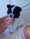 Maltese Puppies for sale in Streamwood, IL, USA. price: $1,800