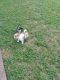 Maltese Puppies for sale in Glenn Heights, TX 75154, USA. price: NA
