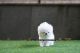 Maltese Puppies for sale in Seattle, WA, USA. price: NA