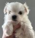 Maltese Puppies for sale in New York, NY 10012, USA. price: $500