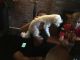 Maltese Puppies for sale in New Britain, CT, USA. price: NA