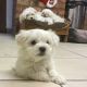 Maltese Puppies for sale in Fresno, CA, USA. price: $1,100