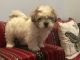 Maltese Puppies for sale in Columbus, GA, USA. price: $2,000