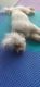 Maltese Puppies for sale in Jacksonville, FL, USA. price: $700