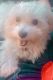 Maltese Puppies for sale in Philomath, OR 97370, USA. price: NA