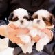 Maltese Puppies for sale in Oklahoma City, OK, USA. price: NA