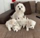 Maltese Puppies for sale in Baltimore, MD, USA. price: $1,500