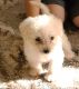 Maltese Puppies for sale in Santa Clarita, CA, USA. price: NA