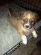 Maltese Puppies for sale in 730 W Bagnall St, Glendora, CA 91740, USA. price: NA