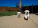 Maltese Puppies for sale in Kent, WA, USA. price: $550