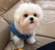 Maltese Puppies for sale in 33010 Dever Conner Rd NE, Albany, OR 97321, USA. price: $500