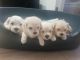 Maltese Puppies for sale in Baldwin Hills, CA 90008, USA. price: NA