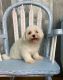 Maltese Puppies for sale in Massachusetts Ave, Arlington, MA, USA. price: NA