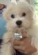 Maltese Puppies for sale in Randolph, MA 02368, USA. price: $1,600