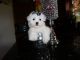 Maltese Puppies for sale in Fort Lauderdale, FL, USA. price: NA