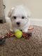 Maltese Puppies for sale in Franklin Park, Franklin Township, NJ, USA. price: NA