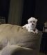 Maltese Puppies for sale in Keokuk, IA 52632, USA. price: NA