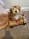 Maltese Puppies for sale in Jacksonville, FL, USA. price: NA