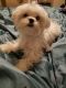 Maltese Puppies for sale in Toledo, OH, USA. price: NA