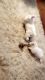 Maltese Puppies for sale in St Charles, MO, USA. price: NA