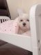Maltese Puppies for sale in North Hollywood, Los Angeles, CA, USA. price: NA