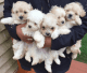 Maltese Puppies for sale in Port Washington, NY, USA. price: NA
