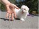 Maltese Puppies for sale in Arizona City, AZ 85123, USA. price: $250