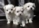 Maltese Puppies for sale in Arizona City, AZ 85123, USA. price: $250