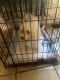 Maltese Puppies for sale in Reading, PA, USA. price: NA