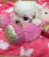 Maltese Puppies for sale in Jackson, MS, USA. price: $700