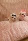 Maltese Puppies for sale in San Jose, CA, USA. price: $700