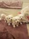 Maltese Puppies for sale in Jacksonville, FL, USA. price: $800