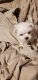 Maltese Puppies for sale in Lizella, GA 31052, USA. price: NA