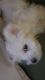 Maltese Puppies for sale in Lizella, GA 31052, USA. price: NA