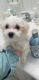 Maltese Puppies for sale in Seattle, WA, USA. price: $400