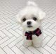 Maltese Puppies for sale in Louisville, KY, USA. price: $500