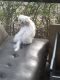 Maltese Puppies for sale in Longwood, FL 32750, USA. price: NA