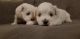Maltese Puppies for sale in Washington, DC 20002, USA. price: $2,000