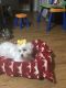Maltese Puppies for sale in Tyrone, GA, USA. price: $800