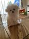 Maltese Puppies for sale in Land O' Lakes, FL, USA. price: NA