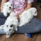 Maltese Puppies for sale in Rome, Metropolitan City of Rome, Italy. price: 300 EUR