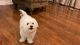 Maltese Puppies for sale in Sterling Heights, MI, USA. price: NA
