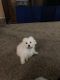 Maltese Puppies for sale in Lakewood, CA, USA. price: NA