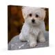 Maltese Puppies for sale in Southside, Jacksonville, FL, USA. price: $600
