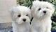 Maltese Puppies for sale in 5900 E 1st Ave, Denver, CO 80220, USA. price: NA