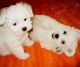 Maltese Puppies for sale in 2815 N Oliver Ave, Minneapolis, MN 55411, USA. price: NA